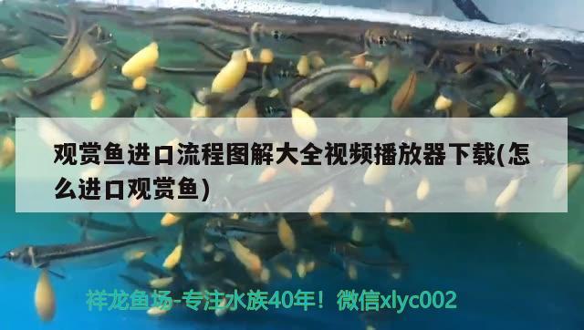 觀賞魚進(jìn)口流程圖解大全視頻播放器下載(怎么進(jìn)口觀賞魚)