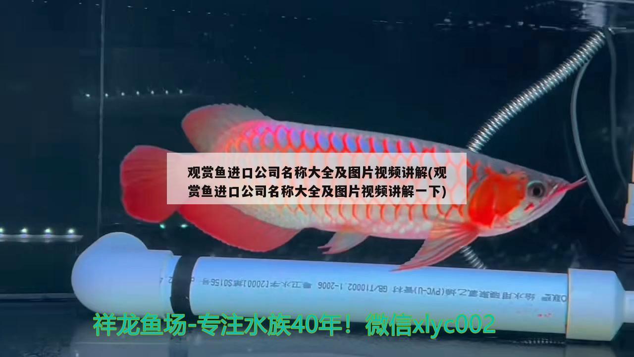 觀賞魚進口公司名稱大全及圖片視頻講解(觀賞魚進口公司名稱大全及圖片視頻講解一下) 觀賞魚進出口