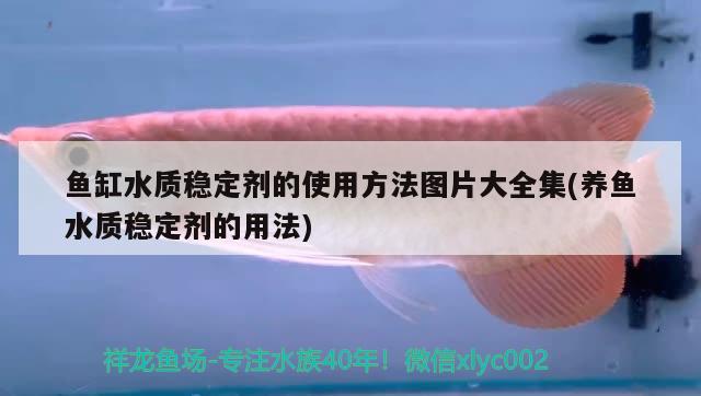 哪里有魚(yú)缸批發(fā)市場(chǎng)啊價(jià)格多少  大正錦鯉魚(yú) 第2張