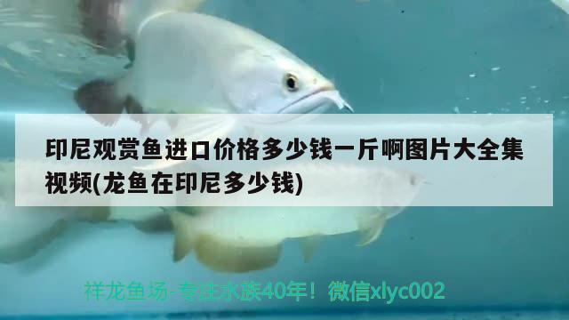 印尼觀賞魚進(jìn)口價(jià)格多少錢一斤啊圖片大全集視頻(龍魚在印尼多少錢) 觀賞魚進(jìn)出口