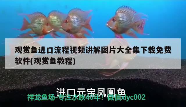 觀賞魚(yú)進(jìn)口流程視頻講解圖片大全集下載免費(fèi)軟件(觀賞魚(yú)教程) 觀賞魚(yú)進(jìn)出口