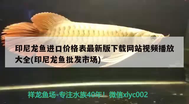 哪里有魚(yú)缸批發(fā)市場(chǎng)啊價(jià)格多少  大正錦鯉魚(yú) 第1張