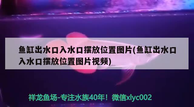 魚缸出水口入水口擺放位置圖片(魚缸出水口入水口擺放位置圖片視頻)