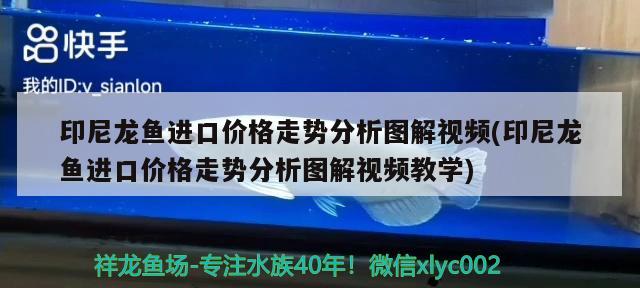 印尼龍魚進口價格走勢分析圖解視頻(印尼龍魚進口價格走勢分析圖解視頻教學(xué)) 觀賞魚進出口