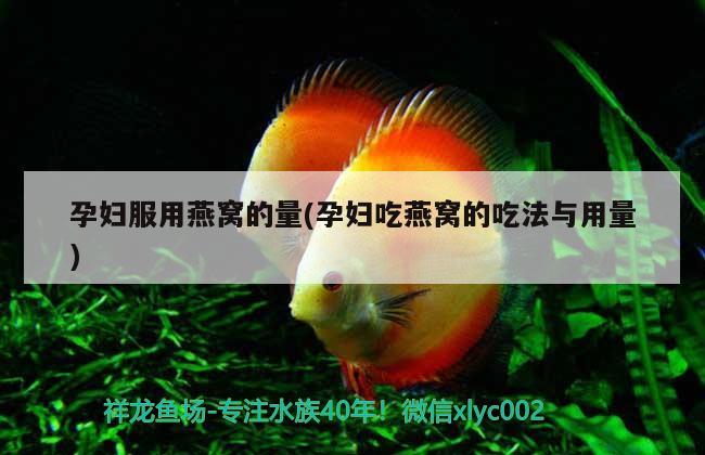 彩虹雷龍魚(yú)怎么養(yǎng)都怕人怎么辦(彩虹雷龍魚(yú)好養(yǎng)嗎) 紅眼黃化幽靈火箭魚(yú)|皇家火箭魚(yú) 第2張