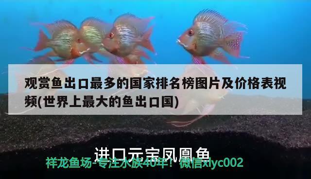 觀賞魚出口最多的國家排名榜圖片及價(jià)格表視頻(世界上最大的魚出口國)