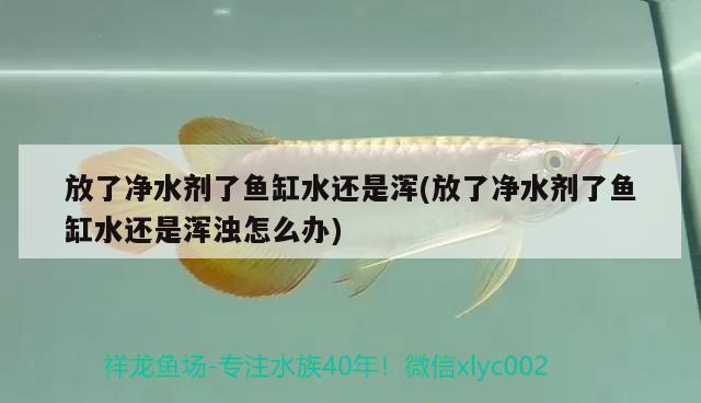 放了凈水劑了魚缸水還是渾(放了凈水劑了魚缸水還是渾濁怎么辦)