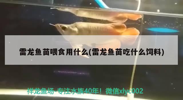 雷龍魚苗喂食用什么(雷龍魚苗吃什么飼料) 觀賞魚魚苗 第2張