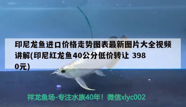 烏龜冬眠醒了要喂食嗎 鸚鵡魚 第1張