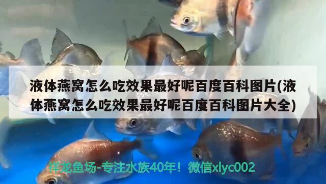 液體燕窩怎么吃效果最好呢百度百科圖片(液體燕窩怎么吃效果最好呢百度百科圖片大全)