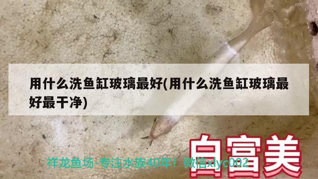 龜丞相篡位 烏龜 第3張