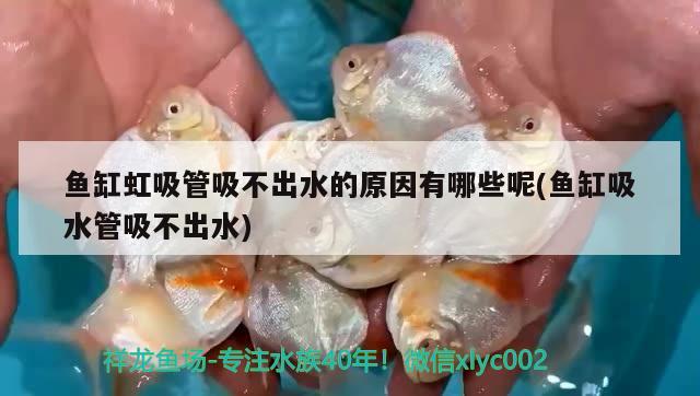 魚(yú)缸虹吸管吸不出水的原因有哪些呢(魚(yú)缸吸水管吸不出水) 黃金達(dá)摩魚(yú)