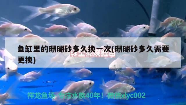 魚缸里的珊瑚砂多久換一次(珊瑚砂多久需要更換) 野生地圖魚