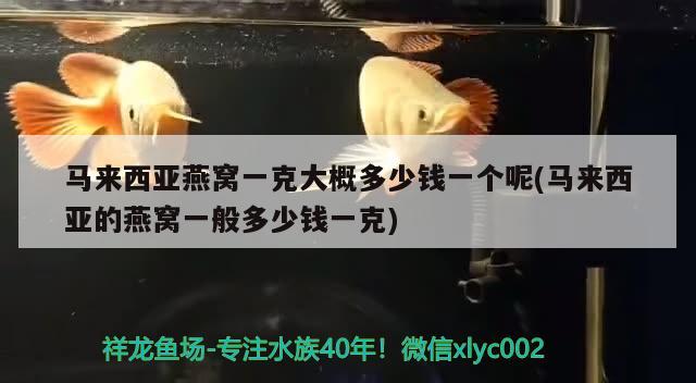 馬來西亞燕窩一克大概多少錢一個(gè)呢(馬來西亞的燕窩一般多少錢一克) 馬來西亞燕窩