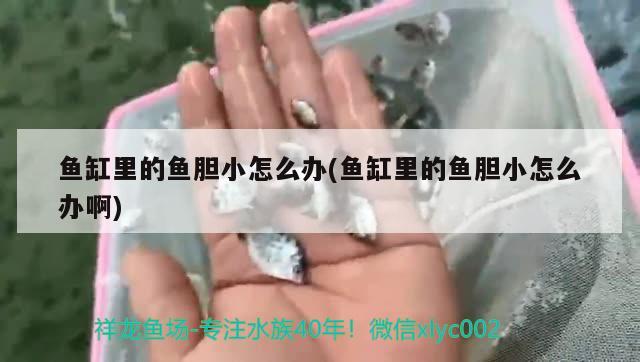 魚缸里的魚膽小怎么辦(魚缸里的魚膽小怎么辦啊)