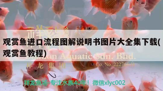 觀賞魚進口流程圖解說明書圖片大全集下載(觀賞魚教程)