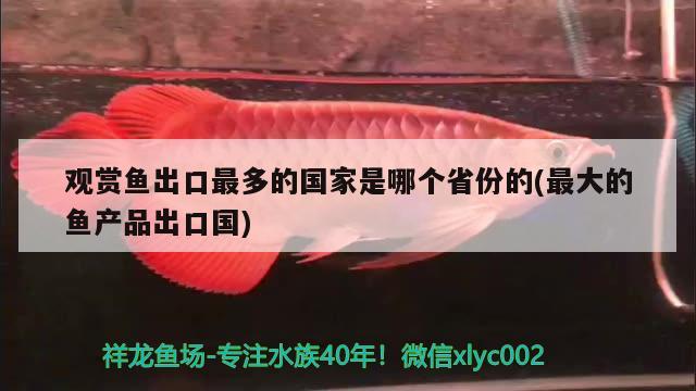 觀賞魚(yú)出口最多的國(guó)家是哪個(gè)省份的(最大的魚(yú)產(chǎn)品出口國(guó)) 觀賞魚(yú)進(jìn)出口