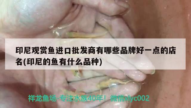 印尼觀賞魚進口批發(fā)商有哪些品牌好一點的店名(印尼的魚有什么品種)