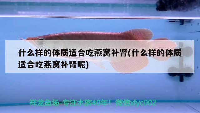 斑馬狗頭魚和龍魚混養(yǎng)可以嗎斑馬狗頭魚能和銀龍魚混養(yǎng)嗎，斑馬狗頭魚和龍魚混養(yǎng)可以嗎 斑馬狗頭魚 第3張