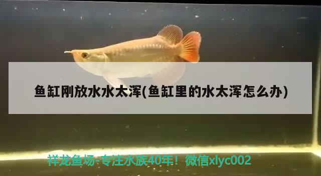 魚缸剛放水水太渾(魚缸里的水太渾怎么辦) 細(xì)線銀版魚