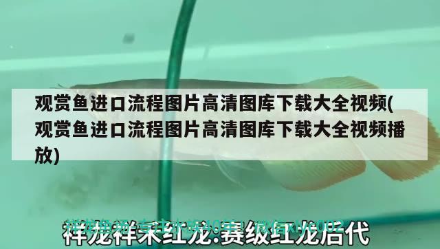 金龍魚價(jià)格多少錢一只紅龍 金龍魚多少錢一只? 廣州觀賞魚批發(fā)市場(chǎng)