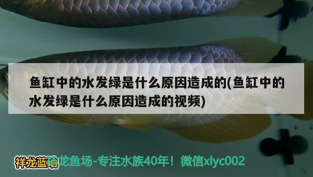 魚缸中的水發(fā)綠是什么原因造成的(魚缸中的水發(fā)綠是什么原因造成的視頻)