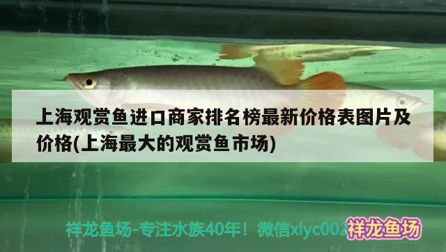 上海觀賞魚進(jìn)口商家排名榜最新價(jià)格表圖片及價(jià)格(上海最大的觀賞魚市場) 觀賞魚進(jìn)出口