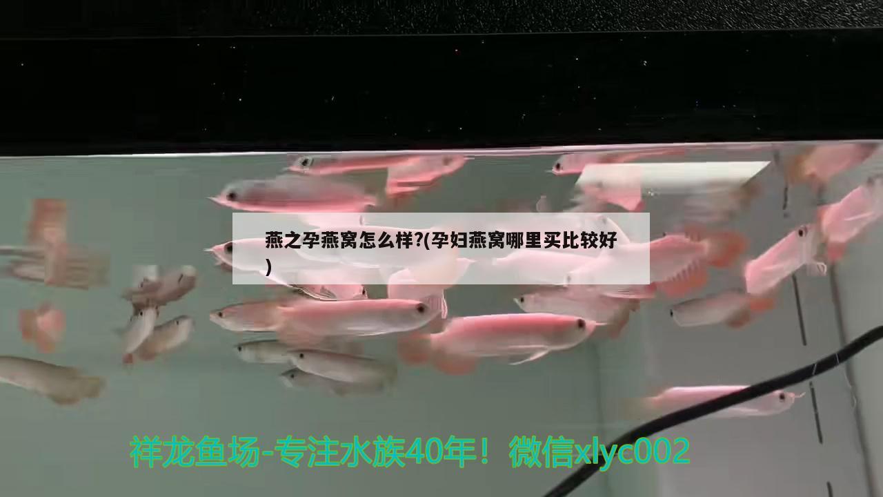 哪個(gè)品牌的魚(yú)缸水泵質(zhì)量好些 魚(yú)缸水泵 第1張