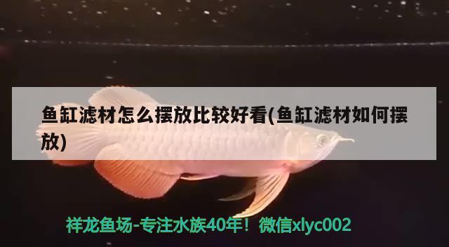 魚缸濾材怎么擺放比較好看(魚缸濾材如何擺放) 廣州水族批發(fā)市場