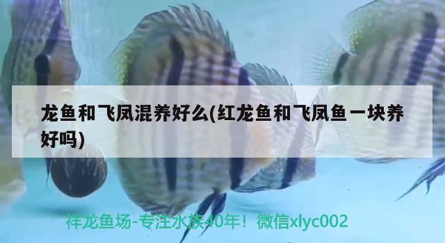 1.5米魚缸簡(jiǎn)單造景（15米魚缸造景教程） 白子金龍魚 第3張