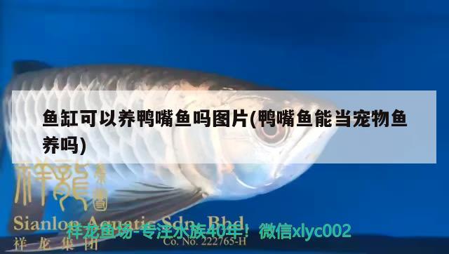 魚(yú)缸可以養(yǎng)鴨嘴魚(yú)嗎圖片(鴨嘴魚(yú)能當(dāng)寵物魚(yú)養(yǎng)嗎) 一眉道人魚(yú)苗