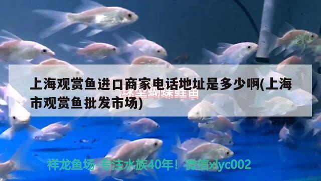 上海觀賞魚進口商家電話地址是多少啊(上海市觀賞魚批發(fā)市場) 觀賞魚進出口