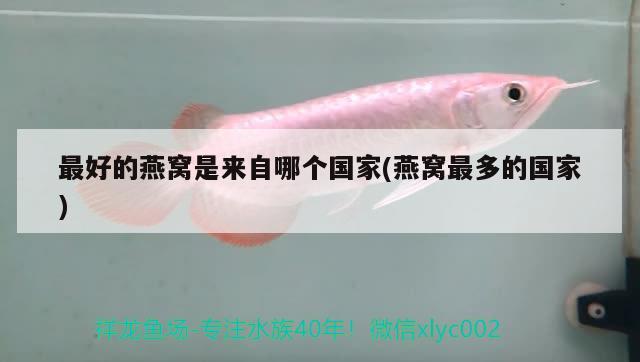 三亞觀賞魚市場入缸60天 觀賞魚市場（混養(yǎng)魚） 第2張