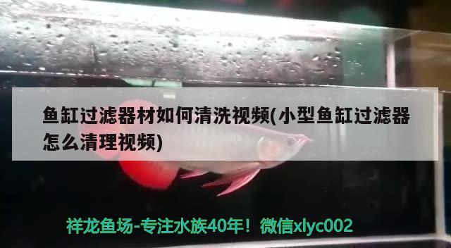 魚缸過濾器材如何清洗視頻(小型魚缸過濾器怎么清理視頻)