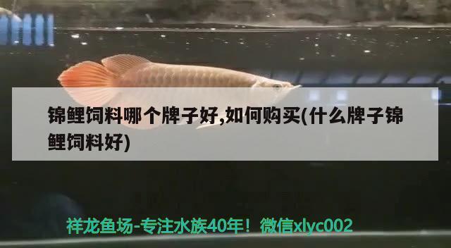 錦鯉飼料哪個(gè)牌子好,如何購買(什么牌子錦鯉飼料好) 雪龍魚