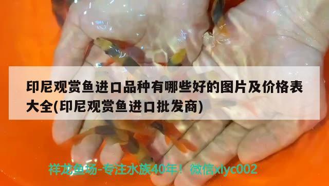 哈爾濱最大觀賞魚市場地址在哪哈爾濱觀賞魚市場特色如何前往，哈爾濱最大觀賞魚市場地址在哪