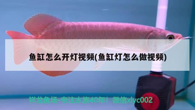 虎斑恐龍魚飼養(yǎng)方法視頻教程大全（虎斑恐龍魚兇猛嗎） 虎魚百科 第2張