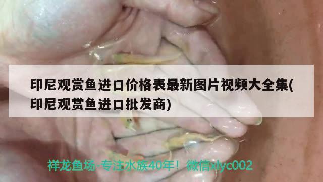 印尼觀賞魚進(jìn)口價(jià)格表最新圖片視頻大全集(印尼觀賞魚進(jìn)口批發(fā)商) 觀賞魚進(jìn)出口