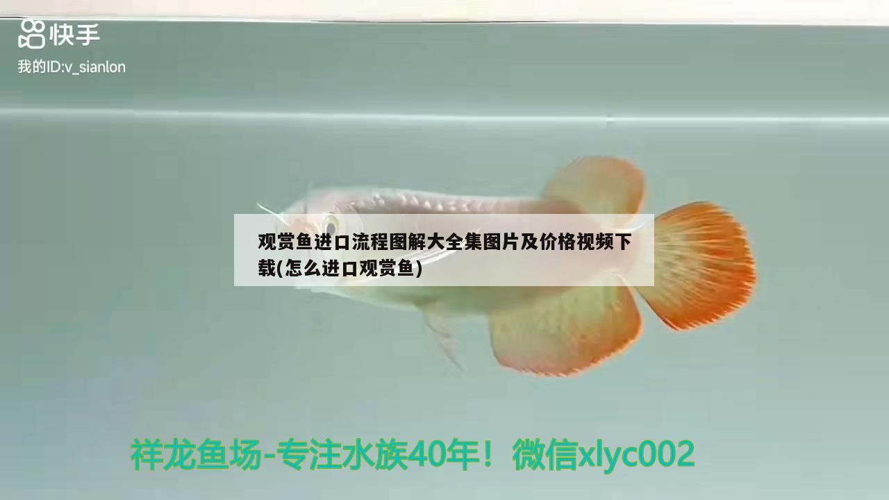 觀賞魚進(jìn)口流程圖解大全集圖片及價格視頻下載(怎么進(jìn)口觀賞魚)