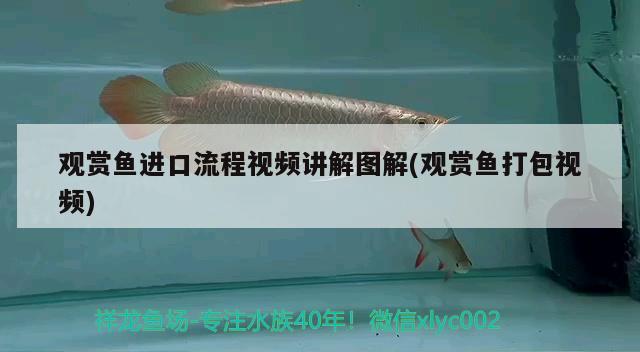 觀賞魚進口流程視頻講解圖解(觀賞魚打包視頻) 觀賞魚進出口