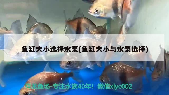 魚缸大小選擇水泵(魚缸大小與水泵選擇)