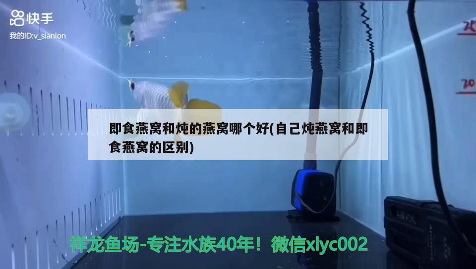 金龍魚適宜溫度多少度：金龍魚適合溫度是多少度 廣州水族批發(fā)市場 第1張