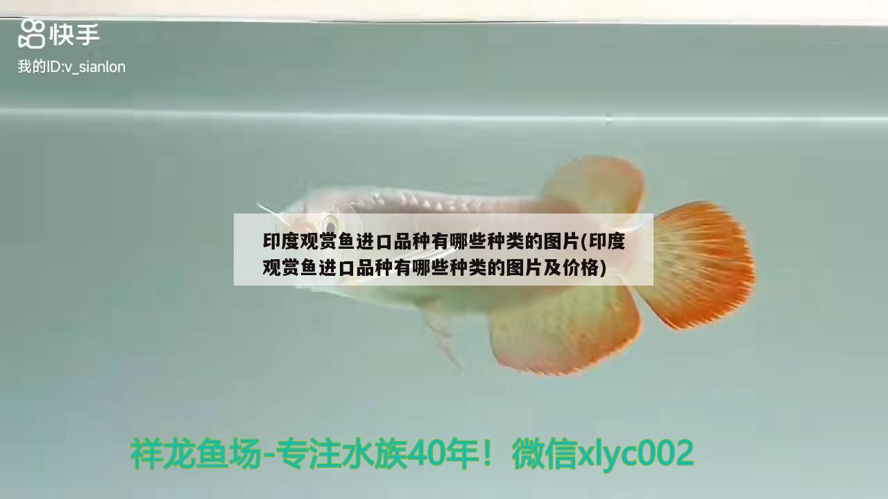 印度觀賞魚進口品種有哪些種類的圖片(印度觀賞魚進口品種有哪些種類的圖片及價格) 觀賞魚進出口