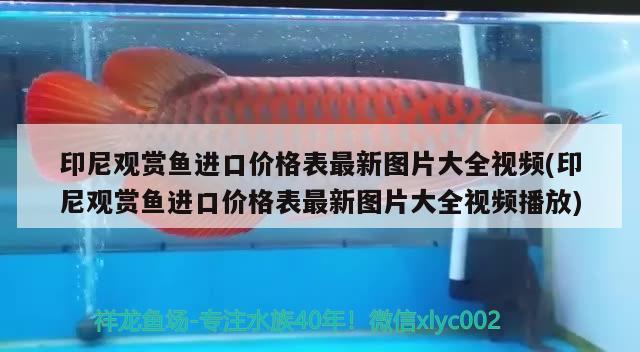 招財貓魚吃龍魚嗎 