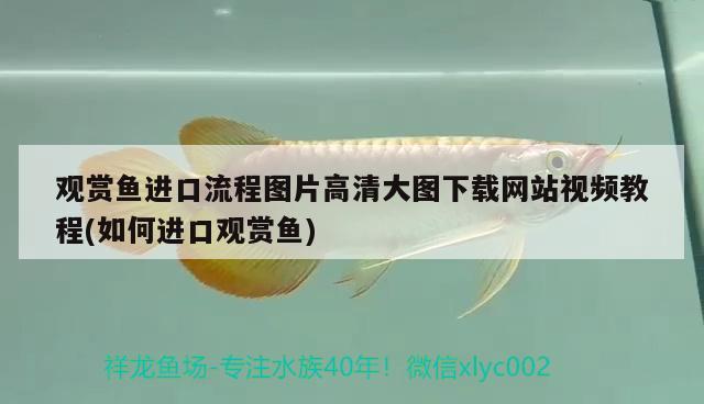 觀賞魚進口流程圖片高清大圖下載網(wǎng)站視頻教程(如何進口觀賞魚)