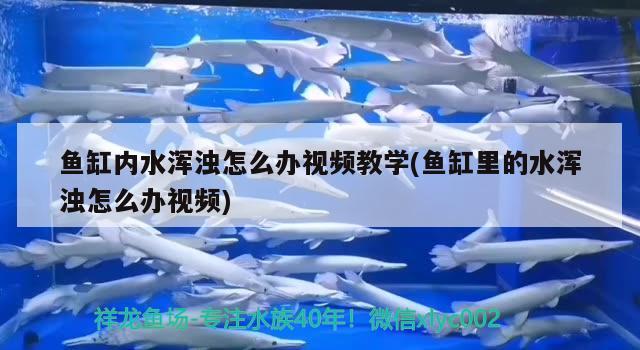 魚缸內(nèi)水渾濁怎么辦視頻教學(xué)(魚缸里的水渾濁怎么辦視頻) 白化火箭魚