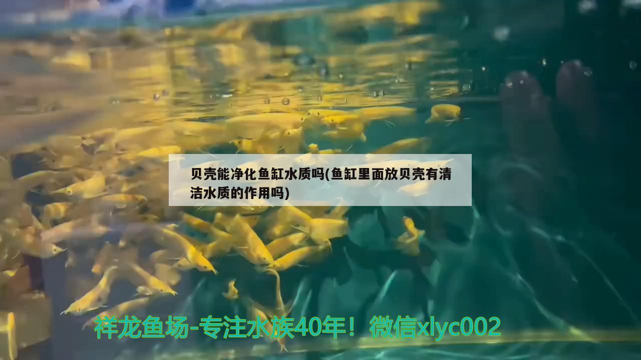 貝殼能凈化魚(yú)缸水質(zhì)嗎(魚(yú)缸里面放貝殼有清潔水質(zhì)的作用嗎) 觀賞龜/鱉飼料