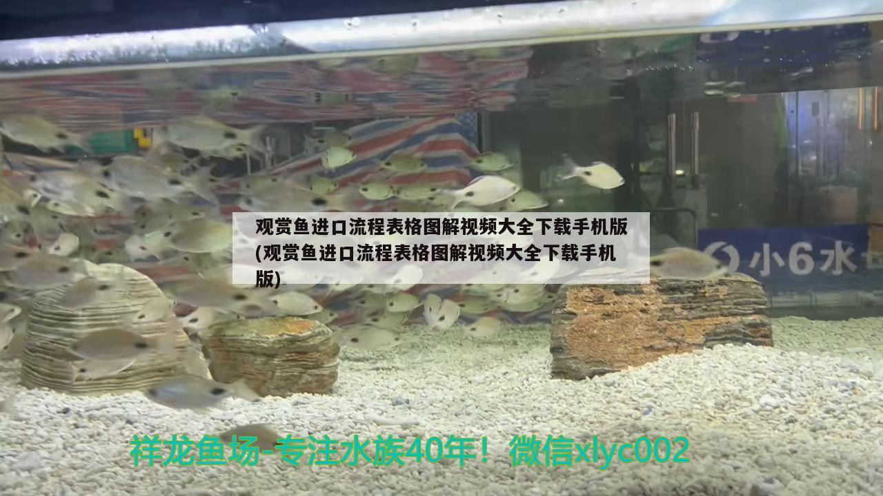 觀賞魚進口流程表格圖解視頻大全下載手機版(觀賞魚進口流程表格圖解視頻大全下載手機版)