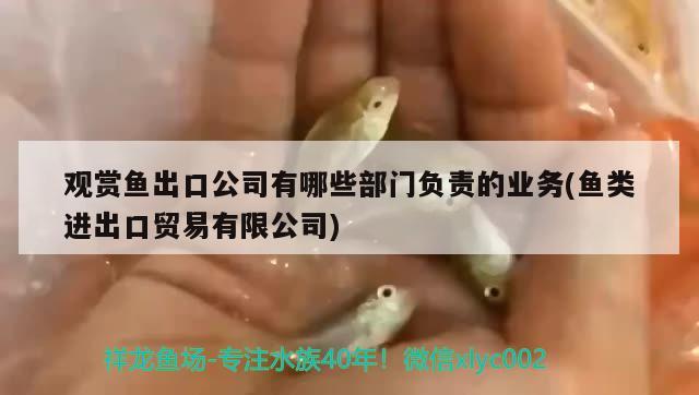 觀賞魚(yú)出口公司有哪些部門(mén)負(fù)責(zé)的業(yè)務(wù)(魚(yú)類(lèi)進(jìn)出口貿(mào)易有限公司)