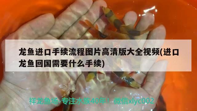 龍魚進口手續(xù)流程圖片高清版大全視頻(進口龍魚回國需要什么手續(xù)) 觀賞魚進出口